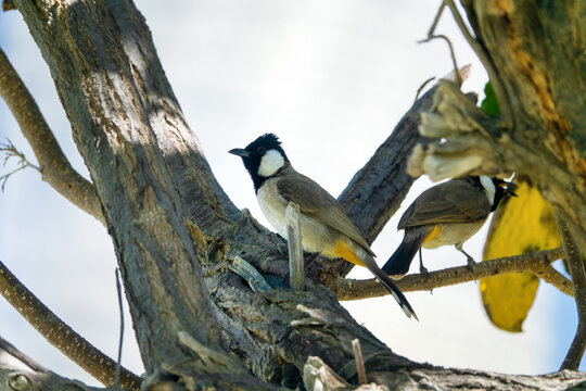 Red-vented Bulbul (Pycnonotus cafer) in Arab Emirates. Winter