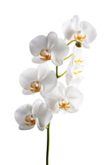 Obraz premium 純白の胡蝶蘭の美しさ。インテリアやギフトに最適な花の写真。