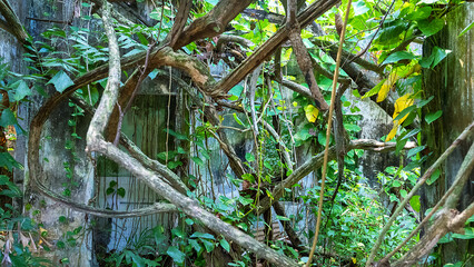 Picturesque ruins. How liana-ferns jungles are destroying abandoned buildings (Epipremnum aureum and Philodendron hederaceum dominate) in the tropical rainforest of the Malay Peninsula, Malaysia. © max5128