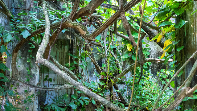 Picturesque ruins. How liana-ferns jungles are destroying abandoned buildings (Epipremnum aureum and Philodendron hederaceum dominate) in the tropical rainforest of the Malay Peninsula, Malaysia.
