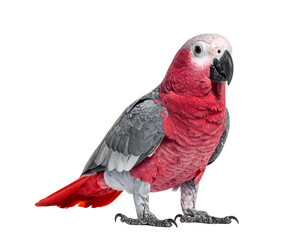Obraz premium Red-faced pink cockatoo perched on bare ground with vibrant plumage