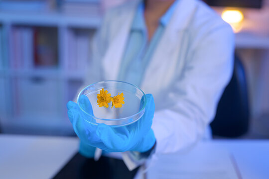 Scientist holds a petri dish with yellow flowers, symbolizing botanical research, natural compounds, and scientific study in a laboratory.