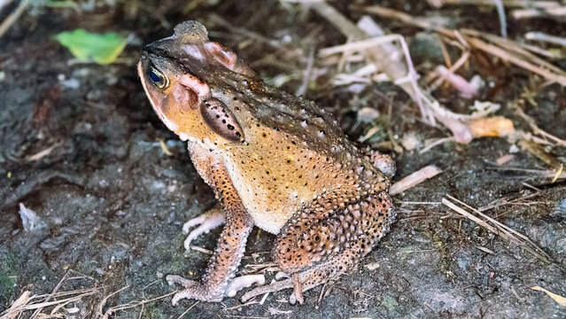Probably young cane toad, Aga (Rhinella marina) introduced to Borneo. Or young Duttaphrynus melanostictus. Or young Everett's Asian tree toad endemic species