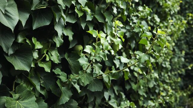 Lush green ivy thrives, creating a vibrant natural tapestry on a wall near the black sea coast in crimea