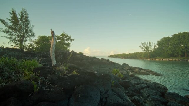 Coastal nature scene, Mangroves and rocks by water, Serene lagoon with vibrant tide pools and greenery