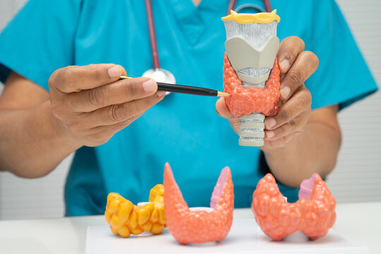 Hyperthyroidism, Overactive Thyroid, Thyroid Lymphoma, Asian doctor with thyroid gland human model in hospital.