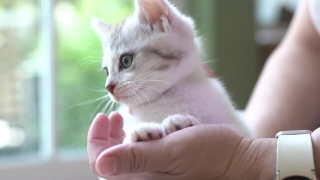 Female holding cute newborn tabby kitten lie on back on palm hand inside house