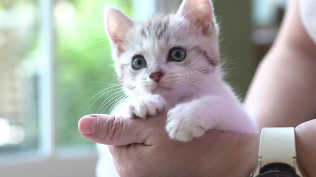 Female holding cute newborn tabby kitten lie on back on palm hand inside house