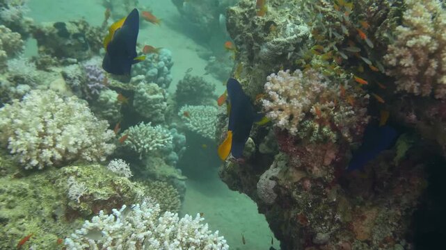 Beautiful underwater scene featuring two Purple Tangs and small reddish fish gracefully moving among colorful coral formations.