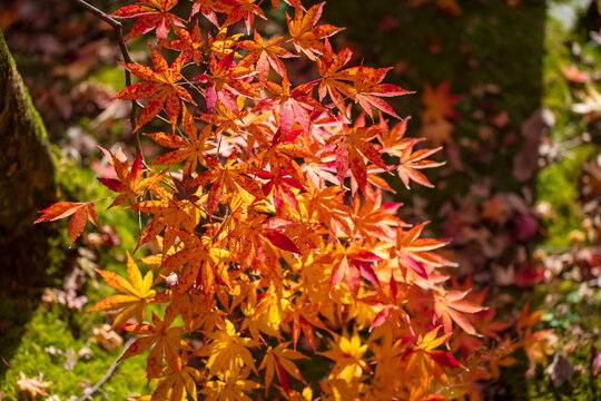 Colorful Japanese maple foliage tree touching sunlight, Eikando, Kyoto