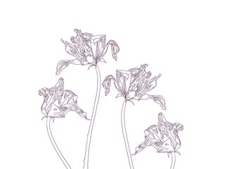 Elegant purple flower line art illustration © 명지 고
