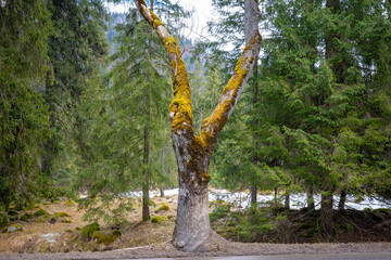 A captivating scene in a mountain forest features a massive, moss-covered, V-shaped tree trunk prominently positioned against a background of dense evergreens and patches of late-season snow and dry g © Anton Kustsinski