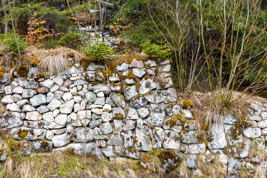 A detailed close-up capturing a robust, aged fieldstone wall constructed from varied, moss-covered granite boulders, set against a natural forest backdrop with small evergreen saplings and native gras