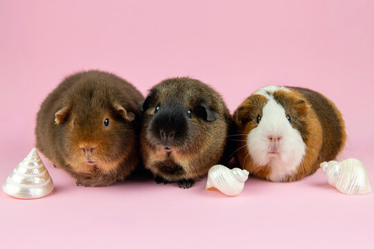 Guinea pigs or domestic guinea pigs, Cavia porcellus known as the cavy or domestic cavy. Three cute pets in a line, breed called teddy, non self short hair and traditional American. 