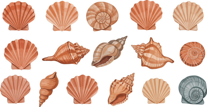 Collection of various seashells on a white background for ocean and marine life themes