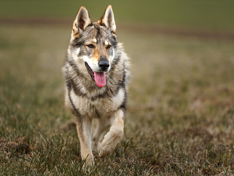 Portrait of Czechoslovakian Wolfdog in nature