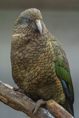 Fototapeta premium Portrait of Kea on branch