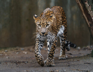 Naklejka premium Portrait of Sri lankan leopard in zoo
