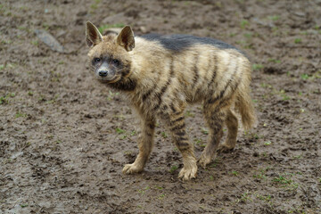 Naklejka premium Portrait of Arabian striped hyaena