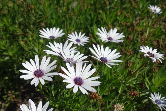 Flowers of white African daisies in September