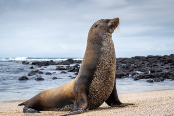 Obraz premium Sea Lion Posing on Playa Loberia Beach