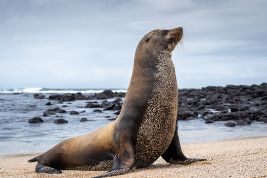 Sea Lion Posing on Playa Loberia Beach