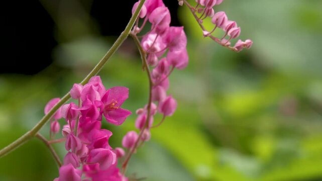 Honey Bee Pollinating Pink Antigonon Leptopus Flowers in a Tropical Garden