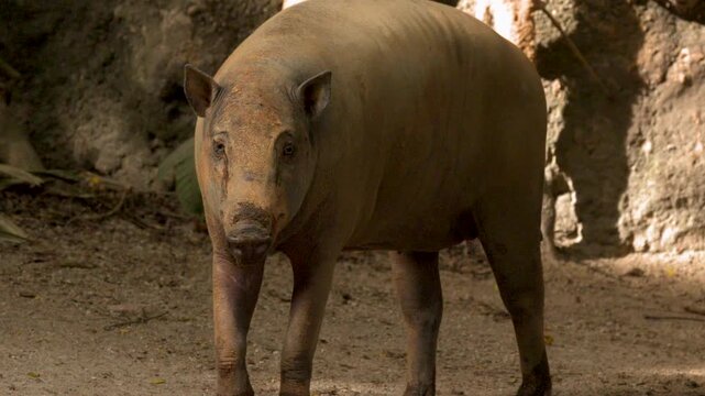 North Sulawesi Babirusa Walking and Standing in a Rocky Zoo Enclosure