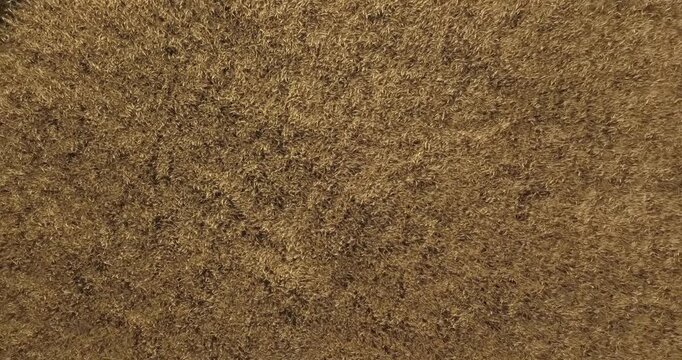 Drone takeoff over a large yellow wheat field in summer, helicopter view, drone over the field