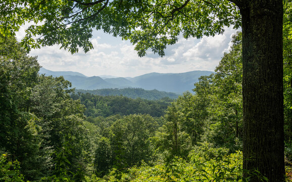 View of a lush, green forest canopy frames the distant blue ridges of the Smoky Mountains under a soft, cloudy sky, Gatlinburg, Tennessee, United States.