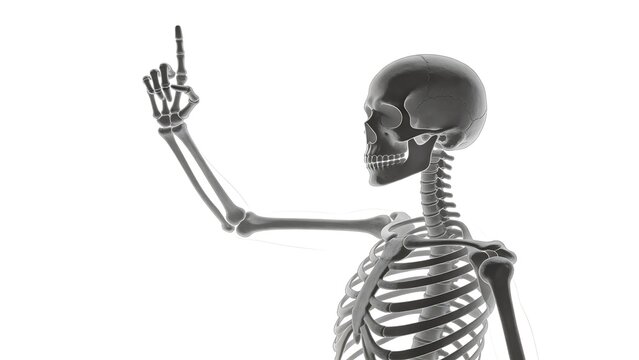 Human skeleton with raised hand