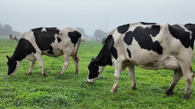 Herd of black and white holstein cows eating grass in a rural field on a misty and foggy morning