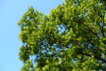 Fototapeta premium Unclouded blue sky and branches of blossoming Styphnolobium japonicum tree in July