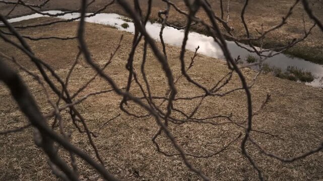 枯れた草原を流れる川を背景に枯れ枝のシルエット
