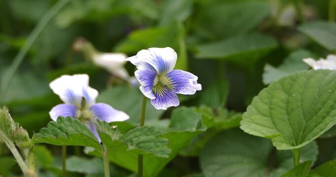 acro - Violets in the woods.