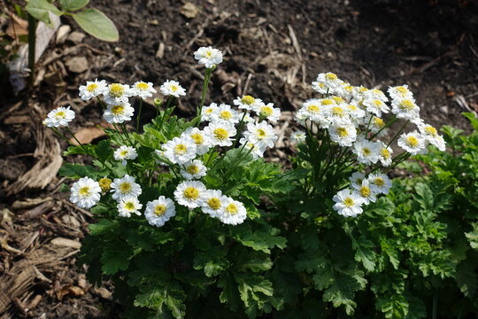 Multiple white flowers of Tanacetum parthenium in October