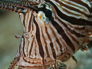 Obraz premium close up of a lionfish head underwater 