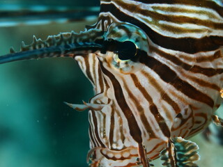 Obraz premium close up of a lionfish head underwater 