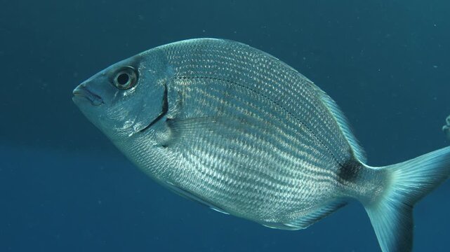 close up of a sea bream underwater slow
