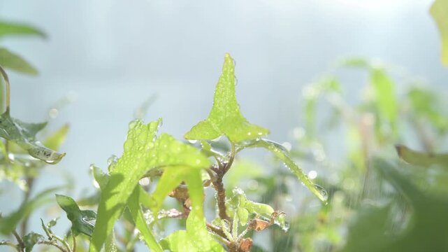 朝日を浴びる観葉植物に水やりシーン