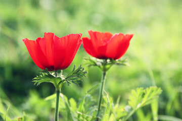 Obraz premium Close up image of flowers blooming in meadow