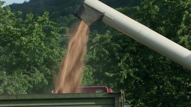 Agricultural harvest scene showing a combine emptying its grain tank into a wagon