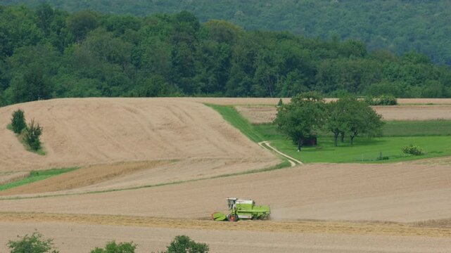A combine harvester threshes grain in a golden field during summer