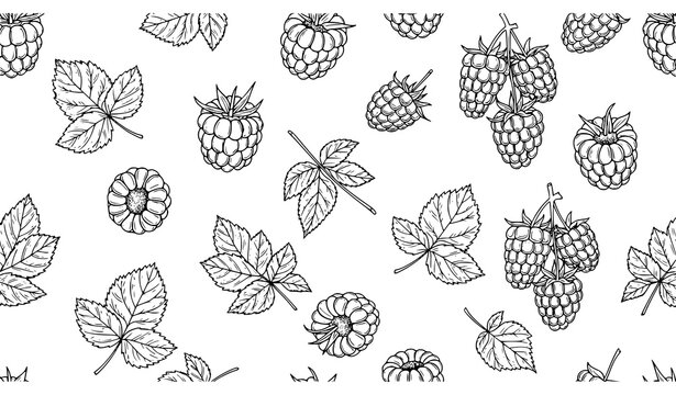 Seamless raspberry pattern hand drawn black and white berry and leaves linear vector for kitchen and packaging