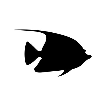 Silhouette of a majestic longfin bannerfish swimming in the ocean with confidence