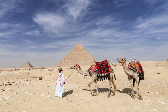 Al Haram, Egypt - 01 April 2024: View of camels adorned in vibrant saddles, led by a local through the sun-drenched sands, pyramids rising majestically in the background.