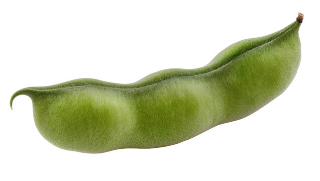 Vibrant green fava bean pod slightly curved and textured, isolated on transparent background for healthy food advertising and recipes