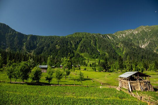 View of lush green meadows meeting dense forest-covered mountains under a clear blue sky, revealing wooden structures scattered across the landscape, Arang Kel, Pakistan.