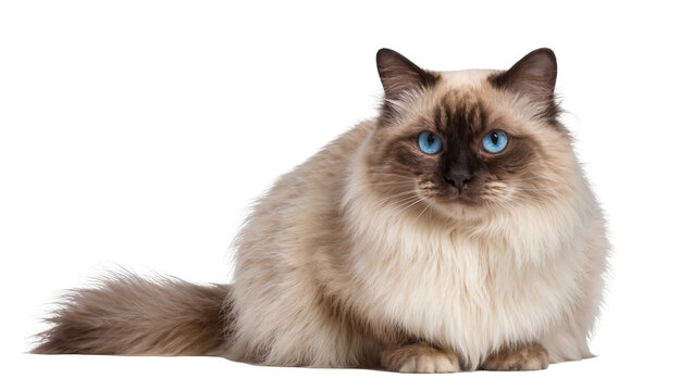 Fluffy Himalayan cat with striking blue eyes peacefully reclining in a relaxed pose, isolated on transparent background for pet portraits