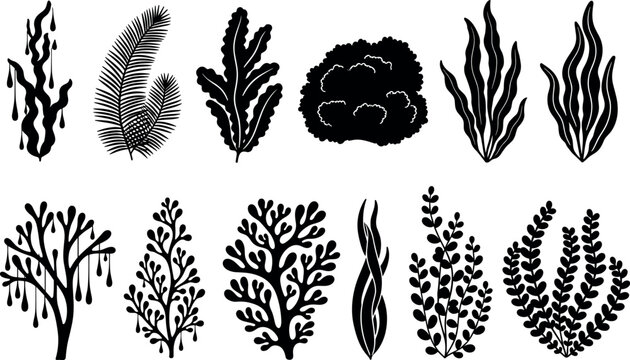 Seaweed silhouette icon vector illustration with decorative design, elegant aquatic artwork, creative marine composition, ornamental background pattern